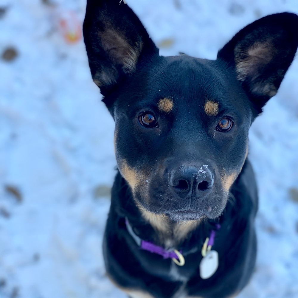 Meet your Posher, Lahanna